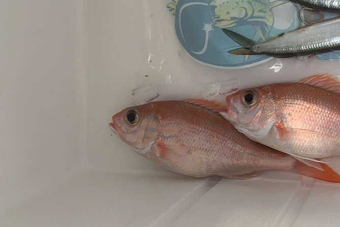 3/4 day deep sea /light tackle fishing - Who Will Get the Most From This Charter?