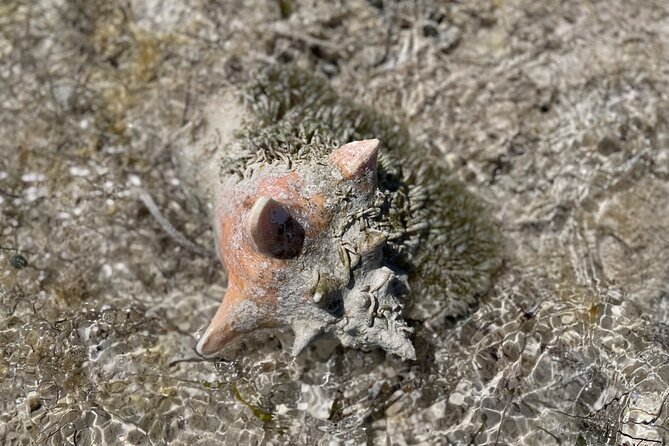 3 Hours Guided Great Exuma ATV Tour - Shallow Flat and the young sea life nursery