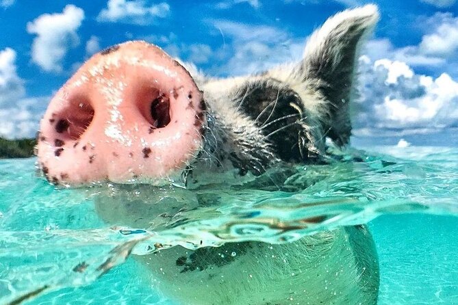3 Islands Tour, Swim with Pigs, Turtles, Snorkelling & lunch - What makes this boat trip worth considering