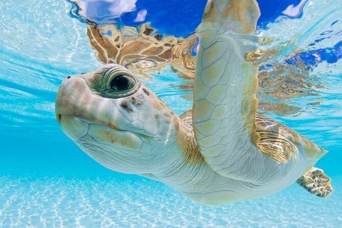 3 Islands Tour, Swim with Pigs, Turtles, Snorkelling & lunch - Atlantis from the water, with a tunnel ride