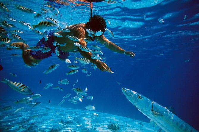 3 Islands Tour, Swim with Pigs, Turtles, Snorkelling & lunch - Lunch at a floating venue