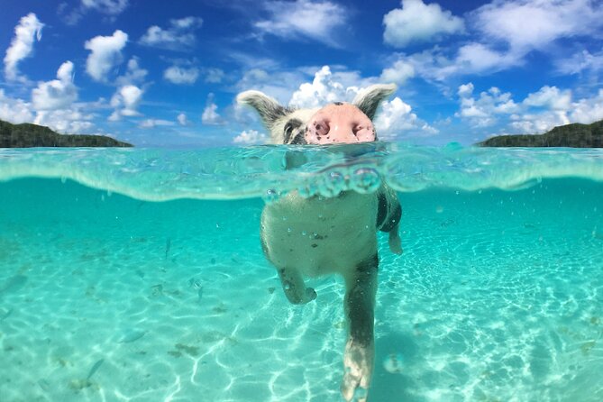 3 Islands Tour, Swim with Pigs, Turtles, Snorkelling & lunch - The captains shape the whole experience