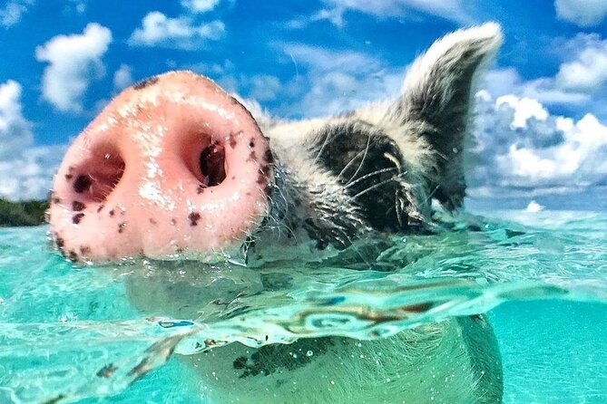 3 Islands Tour, Swim with Pigs, Turtles, Snorkelling & lunch - Is $175 a fair price?