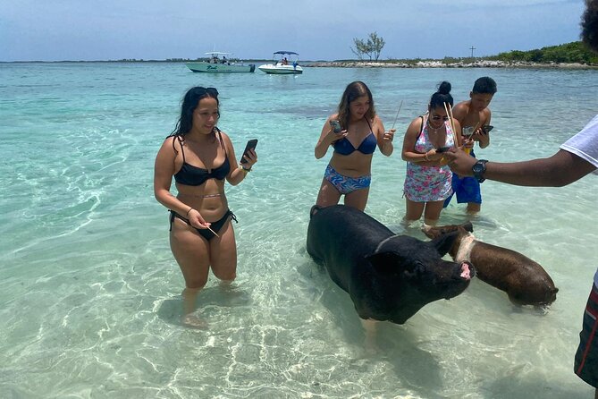 4hr Private Tour Island Hop Snorkel w/ Turtles & Sip Bahama Mamas - Swimming With Turtles at Green Cay