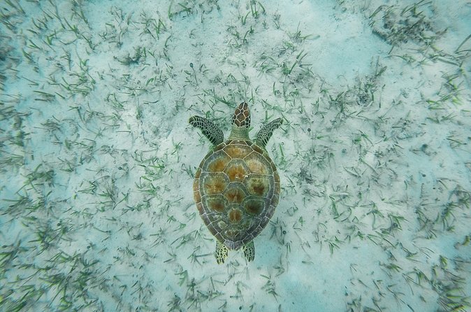 6 Hours Rose Island Tour with Snorkeling Experience and Lunch - Rose Island adds beach time and a local touch