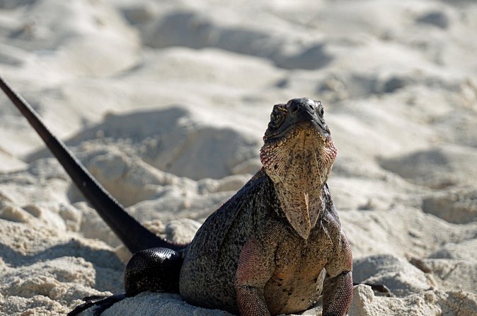 6 Hours Rose Island Tour with Snorkeling Experience and Lunch - Is $350 a fair price?
