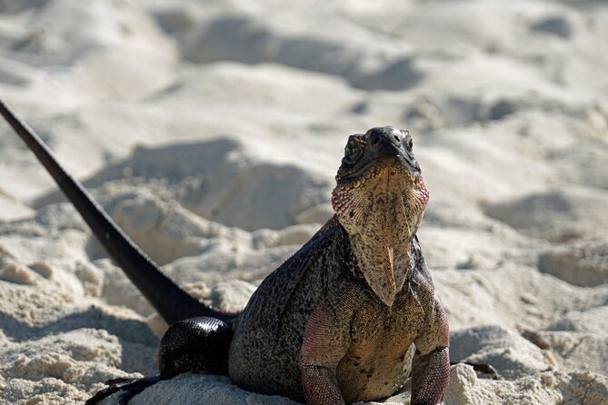 6 Hours Rose Island Tour with Snorkeling Experience and Lunch - Swimming pigs at Athol Island