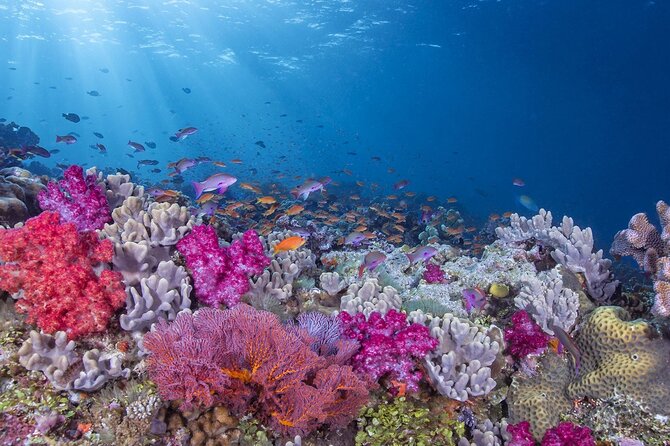 Adventures of the Lost Atlantis Bimini Road - A clear boat view of Bimini’s underwater world