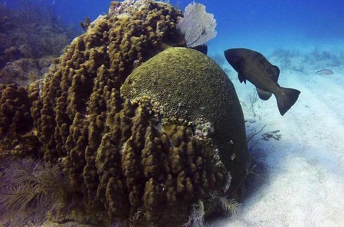 Adventures of the Lost Atlantis Bimini Road - Nearby reefs, rays, turtles, and a nurse shark