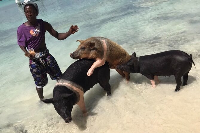 All Inclusive Swimming With The Pigs - What this two-hour Nassau outing actually delivers