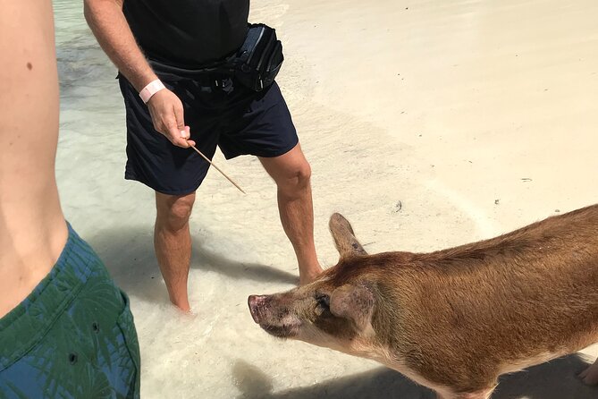 All Inclusive Swimming With The Pigs - Heat, timing, and the main practical risks