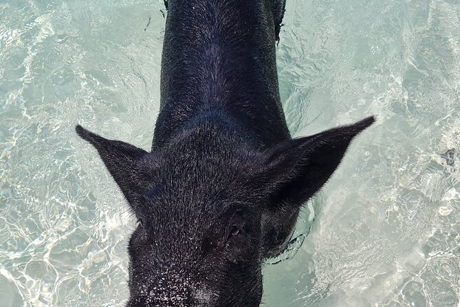 Athol Island Swimming Pigs Half-Day Boat Tour with Lunch - What the four-hour route is trying to deliver