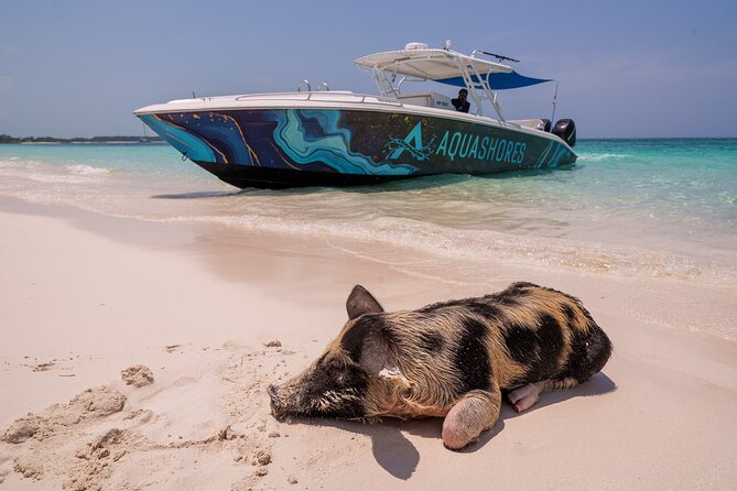 Bahamas Adventure: Pigs, Reef, Turtles, and Beach with Lunch - Five details that shape the day