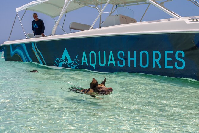 Bahamas Adventure: Pigs, Reef, Turtles, and Beach with Lunch - Green Cay and the turtle sighting