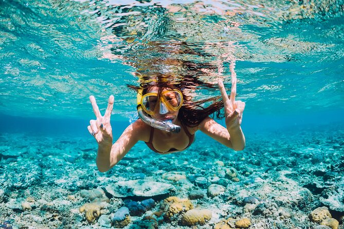 Bahamas Adventure: Pigs, Reef, Turtles, and Beach with Lunch - Who will enjoy this four-hour schedule
