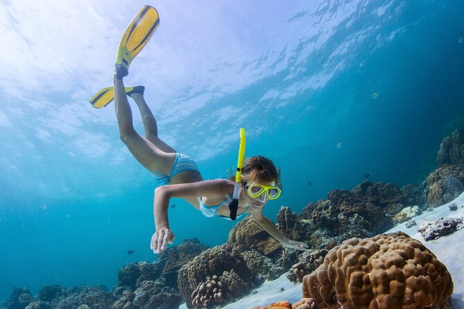 Bahamas Adventure: Pigs, Reef, Turtles, and Beach with Lunch - Practical tips for a smoother outing