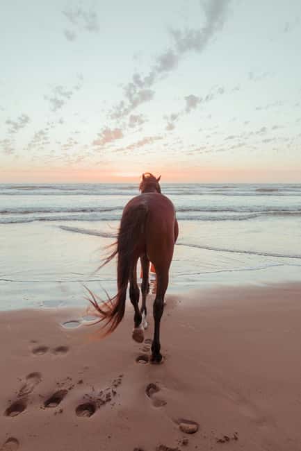 Bahamas: Nassau Horseback Riding on Beaches & Trails - Starting in Nassau with the right expectations
