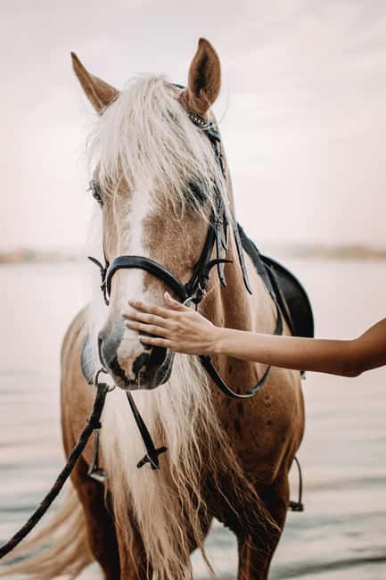 Bahamas: Nassau Horseback Riding on Beaches & Trails - Two private beaches and a quiet Caribbean setting