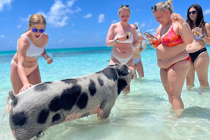 Bahamas Swimming Pigs Experience on Rose Island - Meeting the pigs on their beach