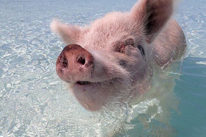 Beach Day Swim with Turtles and Pigs Excursion in Nassau - Quick take: what matters most