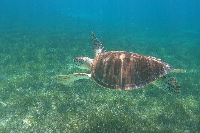 Beach Day Swim with Turtles and Pigs Excursion in Nassau - Leaving Harbour Central for Nassau Harbor views