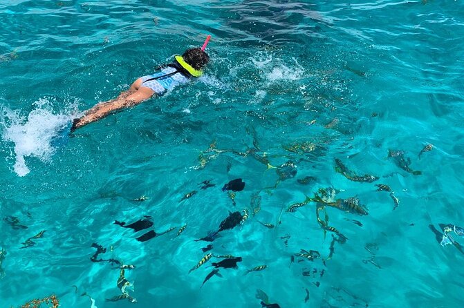Beach Day Swim with Turtles and Pigs Excursion in Nassau - A short Sea Garden stop for coral reef snorkeling