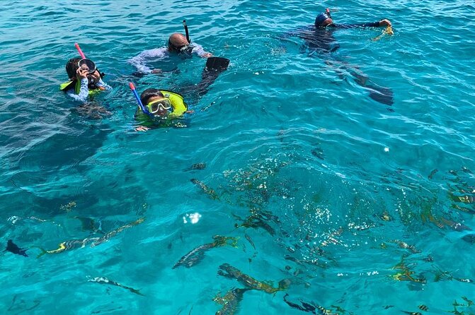 Beach Day Swim with Turtles and Pigs Excursion in Nassau - Practical tips for getting more from the 2.5 hours