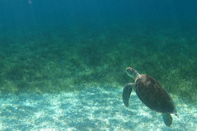 Beach Day Swim with Turtles and Pigs Excursion in Nassau - Should you book this Nassau turtle and pig tour?