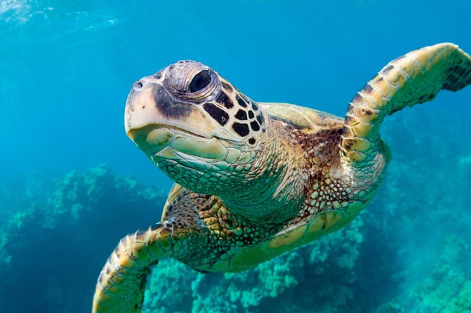 Bluefinn242 Swim with the Turtles in Nassau Bahamas - Leaving Nassau for Green Cay