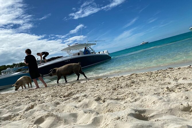 Boat Charters & Excursions - Choosing between pigs, turtles, sharks, and reefs