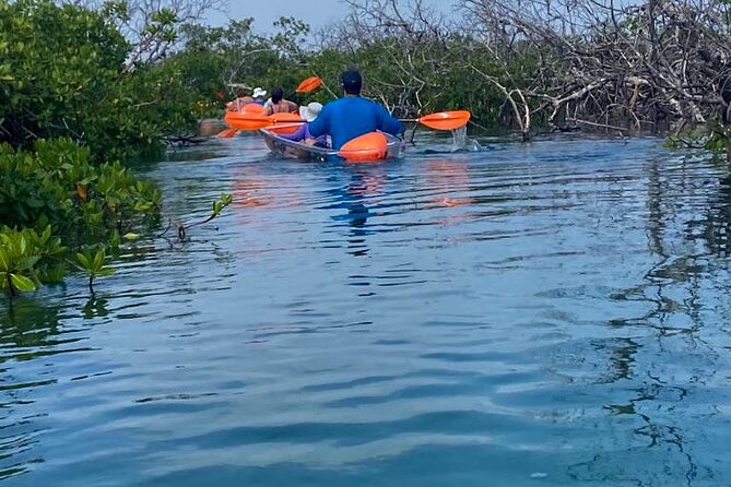 Clear Kayak Tour - Why the Grand Bahama mangroves matter
