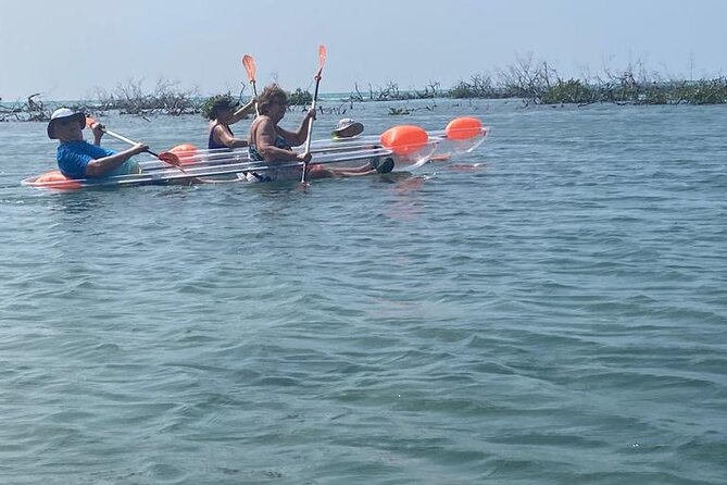 Clear Kayak Tour - Paddling through the mangroves