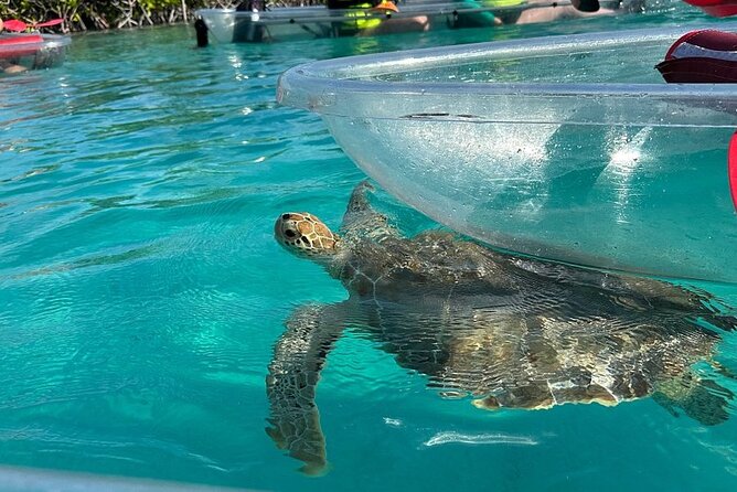 Clear Kayak Tour - Starting at Port Lucaya Marketplace at 9:30 a.m.