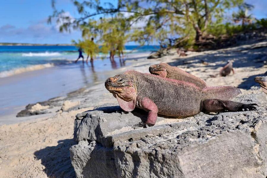 Exclusive Fly-In Premium Beach Experience from Nassau - Why the flight from Nassau changes the day