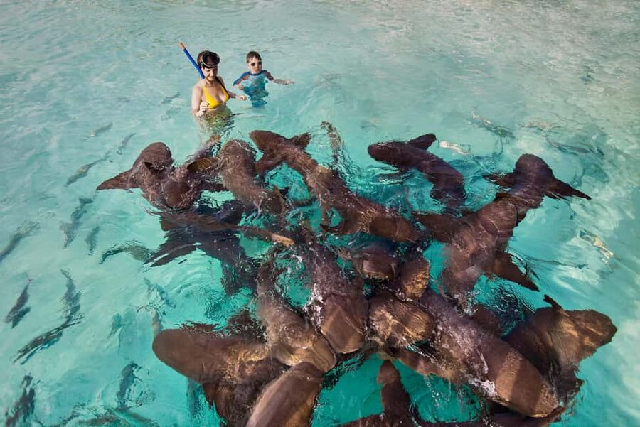 Exclusive Fly-In Premium Beach Experience from Nassau - Pig Beach and the famous swimming pigs