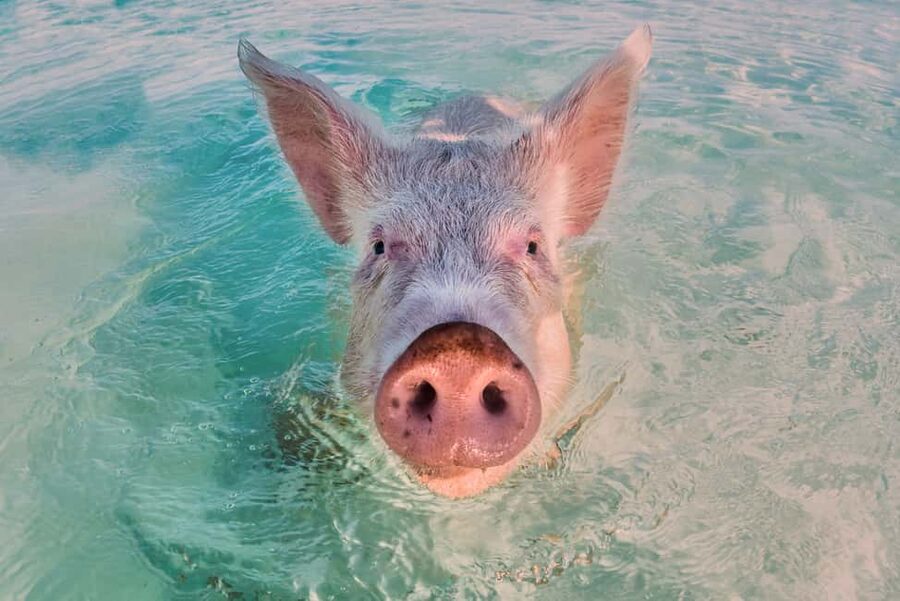 Exclusive Fly-In Premium Beach Experience from Nassau - Thunderball Grotto rewards swimmers who like to explore