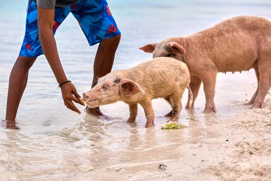 Exclusive Fly-In Premium Beach Experience from Nassau - Staniel Cay gives the tour a useful home base