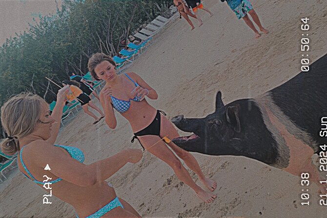 Exclusive Snorkeling and Secluded Beach Day - The optional pig experience needs clarification