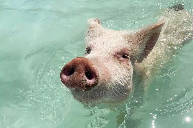 Experience The Exumas and the World Famous Swimming Pigs - Five reasons this Exumas day trip earns attention