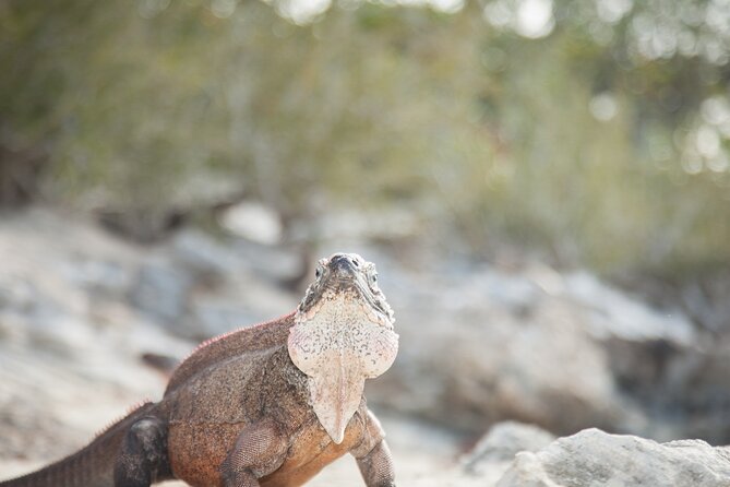 Experience The Exumas and the World Famous Swimming Pigs - Rock iguanas, beaches, and sand bars
