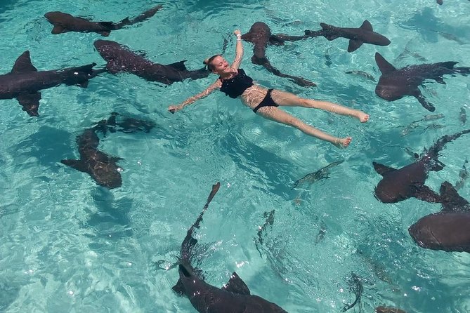 Exuma Day Away - Original Swimming Pigs Excursion - Compass Cay and the nurse sharks