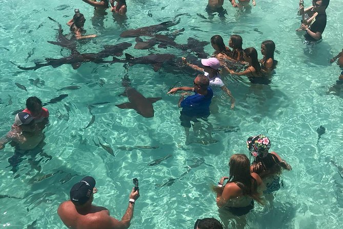 Exuma Day Away - Original Swimming Pigs Excursion - Pig Beach at Big Majors Cay