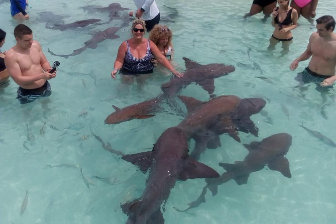 Exuma Day Away - Original Swimming Pigs Excursion - Sandbars, the Land and Sea Park, and a famous wreck