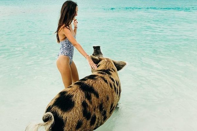 Exuma Elite Escape: Luxury Fly-In Pig Beach Adventure - 7 Stops - Great Guana Cay and the iguanas