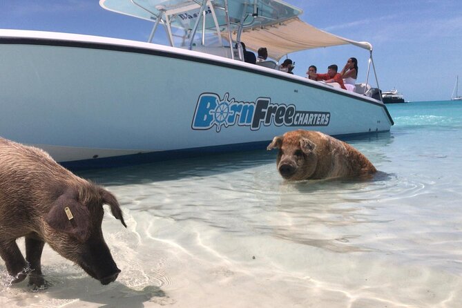 Exuma Island Hopping Swimming Pigs Tour with Lunch from Nassau - Compass Cay and the nurse sharks