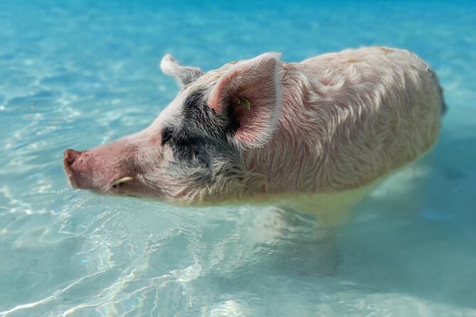 Exuma Island Hopping Swimming Pigs Tour with Lunch from Nassau - Big Major’s Cay and the swimming pigs