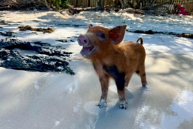 Fast Track Swimming Pigs Encounter - What feeding and swimming with the pigs is really like