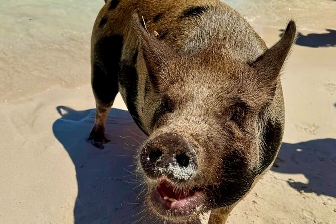Fast Track Swimming Pigs Encounter - Crowd levels and the 9:30 a.m. choice