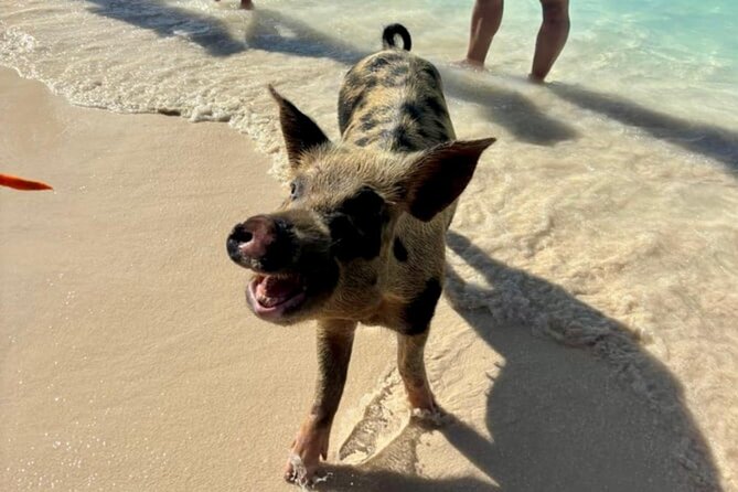 Fast Track Swimming Pigs Encounter - Cruise-port convenience and meeting details