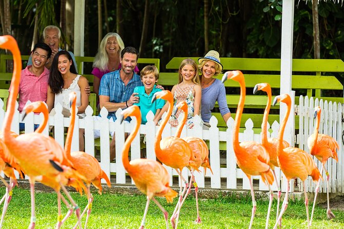 Flamingo March & Pirates Adventure Tour Nassau - Key details before you book